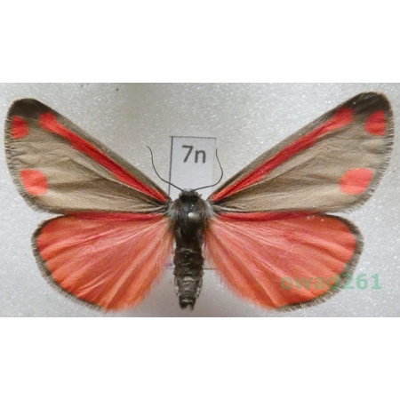 Tyria jacobaeae (Linnaeus, 1758) Czech7n